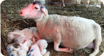 Ewe with lambs - Hedgepeth Farms